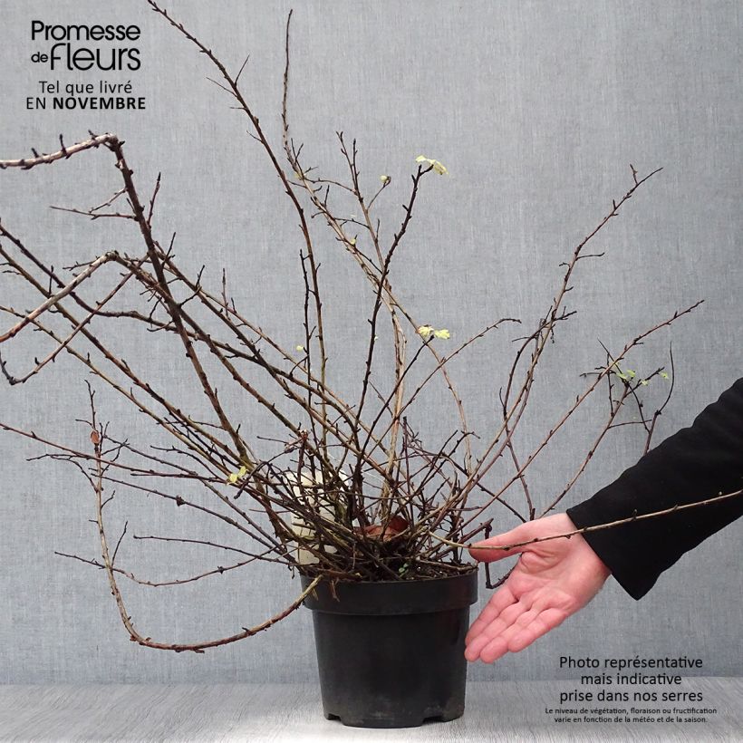 Spécimen de Physocarpus capitatus Tilden Park Pot de 3L/4L tel que livré en automne