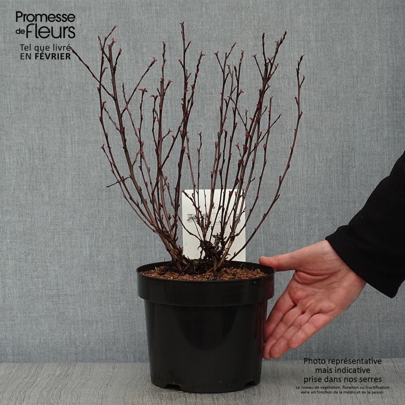 Spécimen de Physocarpus opulifolius All Black - Physocarpe noir Pot de 3L/4L tel que livré en hiver