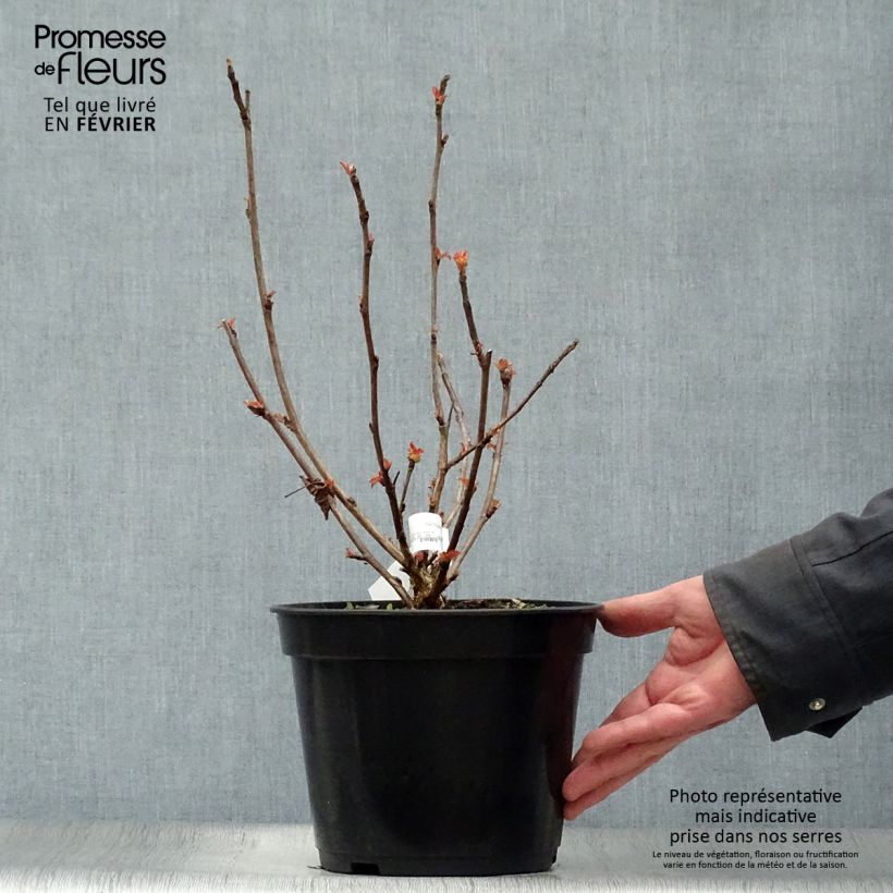Spécimen de Physocarpus opulifolius Amber Jubilee Pot de 3L/4L tel que livré en hiver