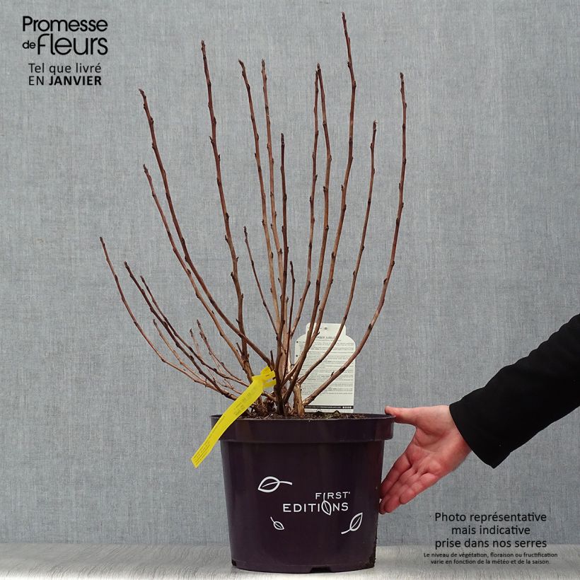 Spécimen de Physocarpus opulifolius Amber Jubilee Pot de 7,5L/10L tel que livré en hiver