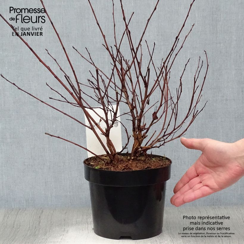 Spécimen de Physocarpus opulifolius Angel Gold - Physocarpe Pot de 3L/4L tel que livré en hiver