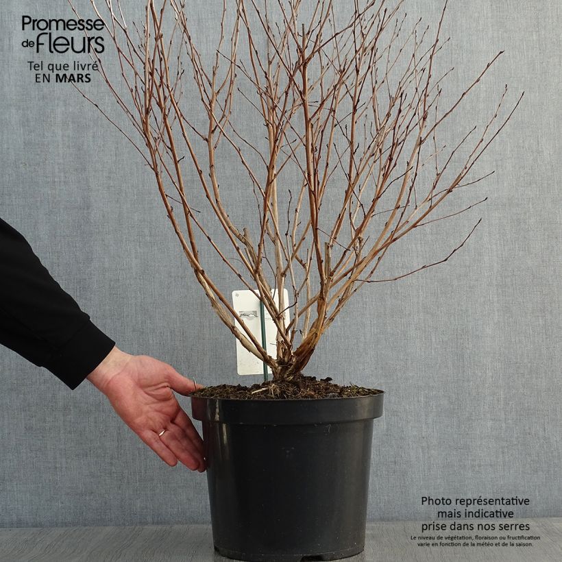 Spécimen de Physocarpus opulifolius Angel Gold - Physocarpe Pot de 7,5L/10L tel que livré en hiver