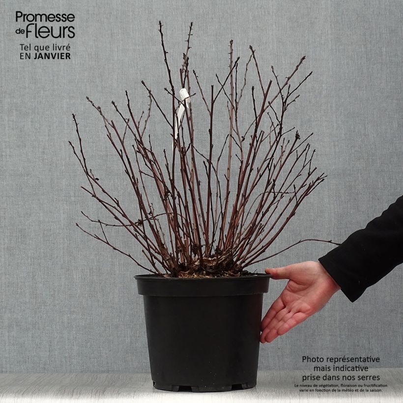 Spécimen de Physocarpus opulifolius Black Light - Physocarpe Pot de 7,5L/10L tel que livré en hiver