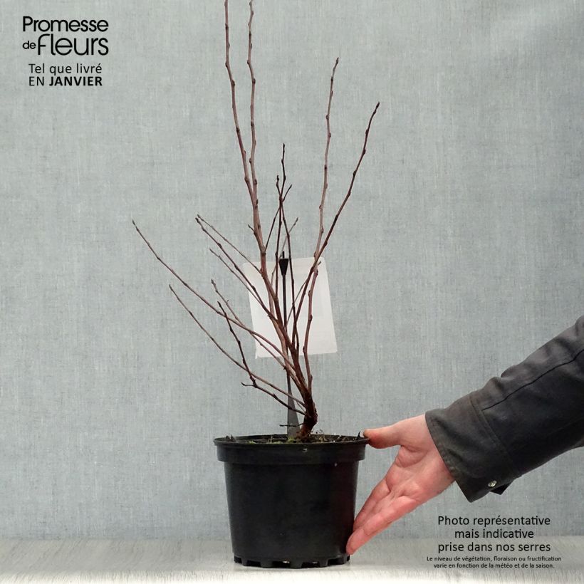 Spécimen de Physocarpus opulifolius Diable D'Or - Physocarpe à feuilles cuivre Pot de 3L/4L tel que livré en hiver