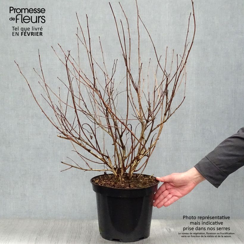 Spécimen de Physocarpus opulifolius Diabolo - Physocarpe à feuilles pourpres Pot de 6L/7L tel que livré en hiver