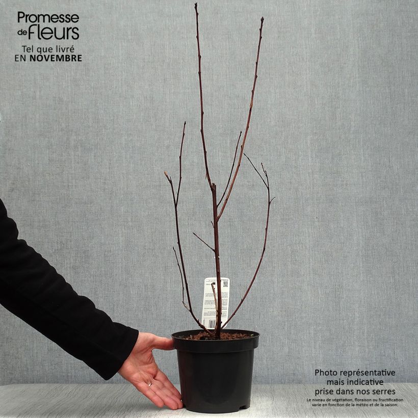 Spécimen de Physocarpus opulifolius Lady in Red - Physocarpe à feuillage pourpre Pot de 3L/4L tel que livré en automne