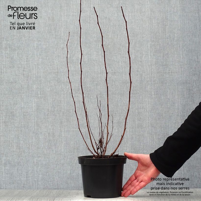 Spécimen de Physocarpus opulifolius Little Angel - Physocarpe Pot de 2L/3L tel que livré en hiver