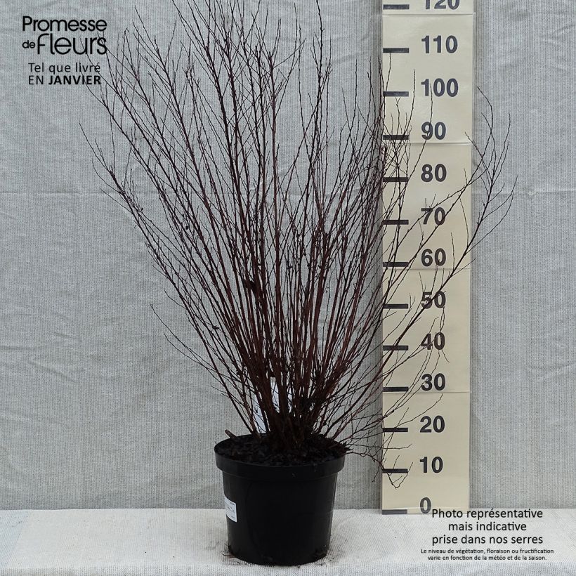 Spécimen de Physocarpus opulifolius Little Devil Pot de 7,5L/10L tel que livré en hiver