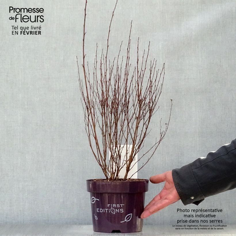 Spécimen de Physocarpus opulifolius Little Devil Pot de 3L/4L tel que livré en hiver