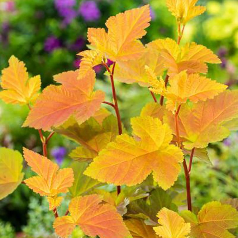 Physocarpus opulifolius Magic Ball (Feuillage)