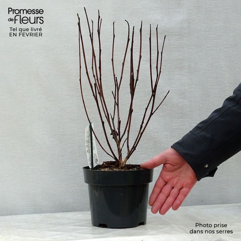 Spécimen de Physocarpus opulifolius Red Baron - Physocarpe à feuille d'obier Pot de 2L/3L tel que livré en hiver