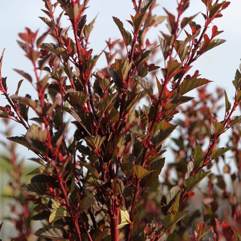 Physocarpus opulifolius Spicy Devil - Physocarpe nain (Port)