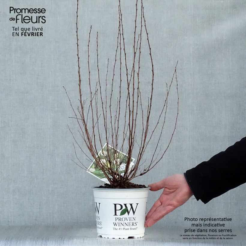 Spécimen de Physocarpus opulifolius Tiny Wine Gold Pot de 2L/3L tel que livré en hiver