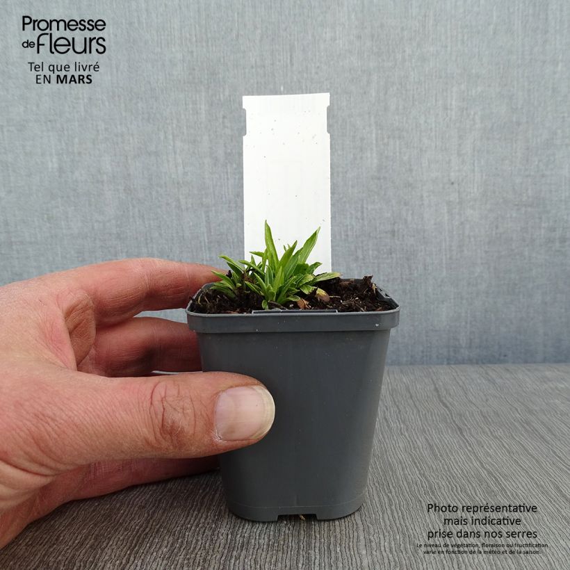 Spécimen de Physostegia virginiana Alba - Cataleptique blanche Godet de 8/9 cm tel que livré en hiver