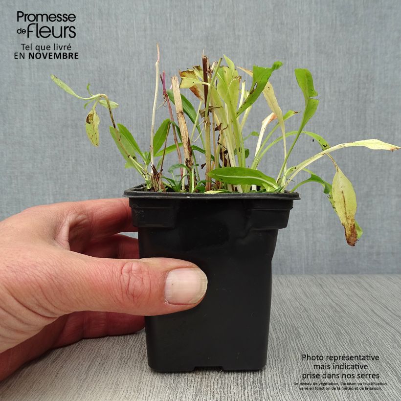 Spécimen de Physostegia virginiana Bouquet Rose - Cataleptique Godet de 7/8 cm tel que livré en automne