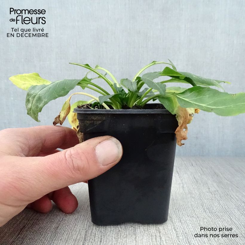 Spécimen de Physostegia virginiana Bouquet Rose - Cataleptique Godet de 7/8 cm tel que livré en hiver