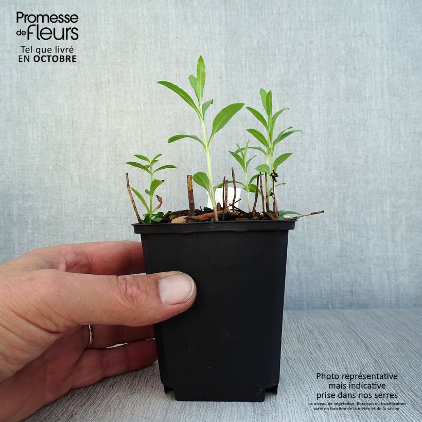 Spécimen de Physostegia virginiana Red Beauty - Cataleptique Godet de 8/9 cm tel que livré en automne