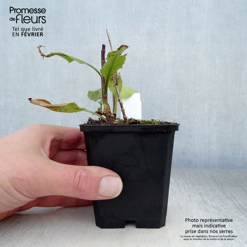 Spécimen de Physostegia virginiana Vivid - Cataleptique Godet de 8/9 cm tel que livré en hiver