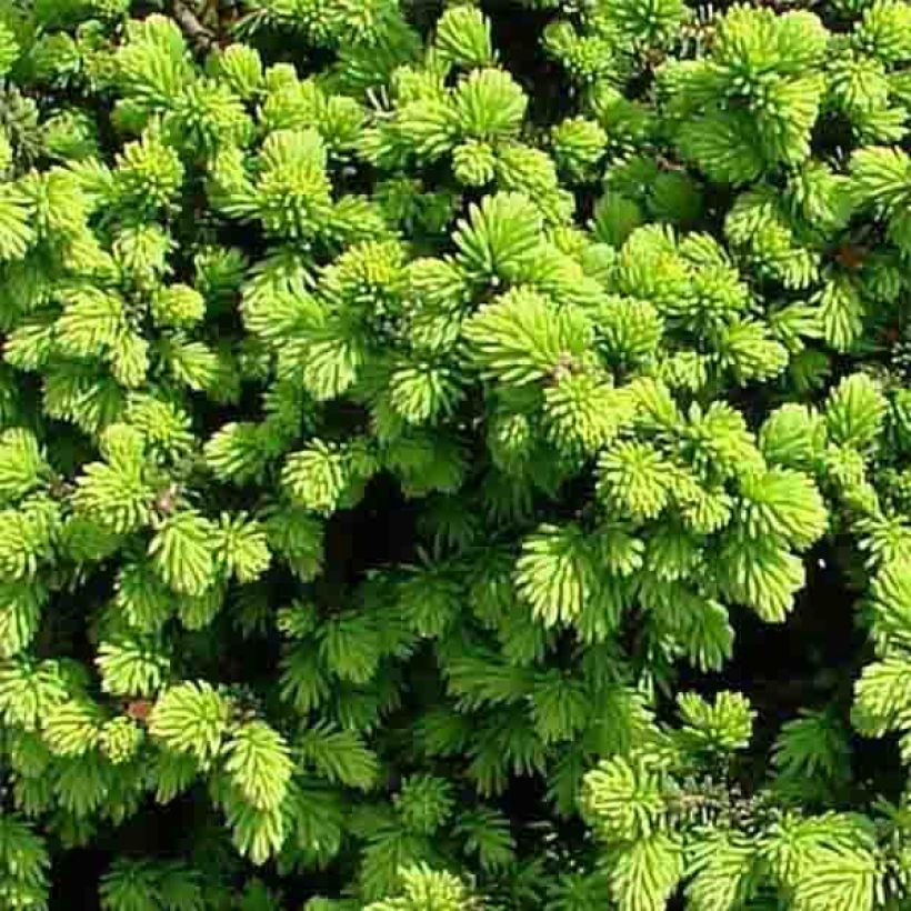 Épicéa nain - Picea abies Little Gem 2L/3L (Feuillage)