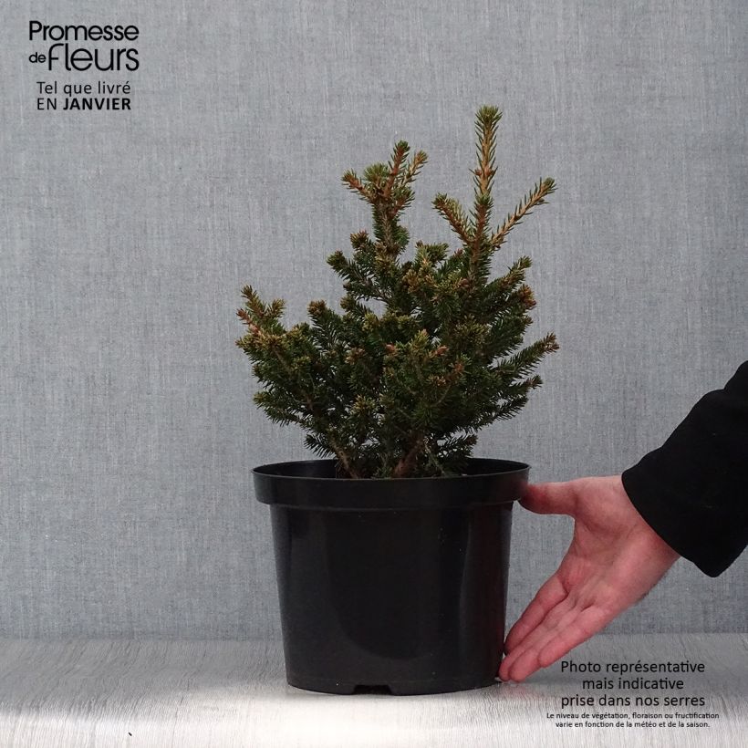 Spécimen de Picea abies Will's Zwerg - Épicéa commun Pot de 7,5L/10L tel que livré en hiver