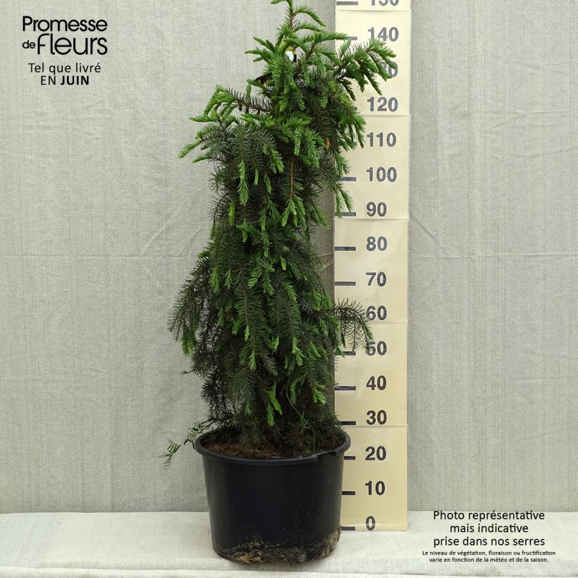 Picea breweriana Maceta 3L/4L Ejemplar entregado en la primavera