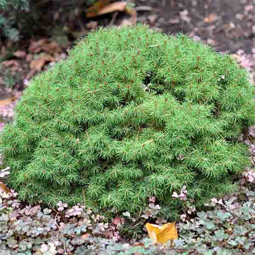 Epinette blanche - Picea glauca Alberta Globe (Port)