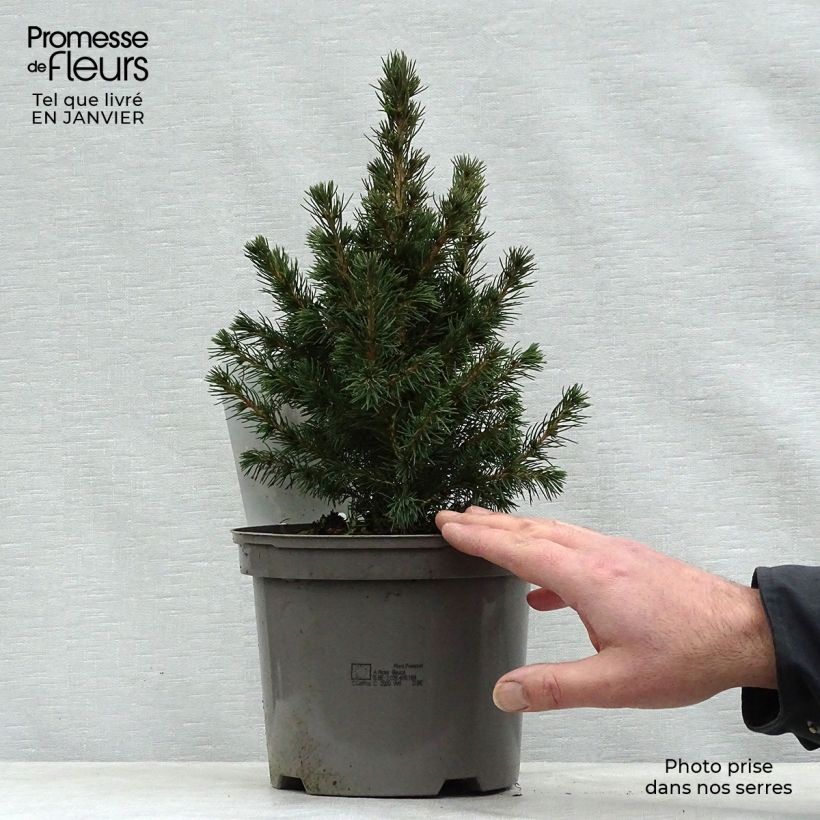 Spécimen de Epinette blanche - Picea glauca Conica Pot de 2L/3L tel que livré en hiver