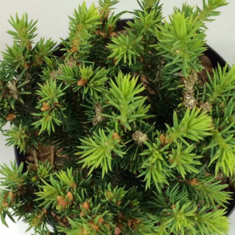Epinette blanche - Picea glauca Cy's Wonder (Feuillage)