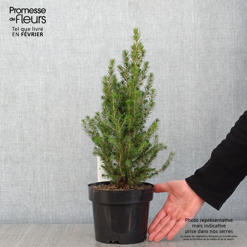 Spécimen de Picea glauca December - Épinette blanche  Pot de 3L/4L tel que livré en hiver