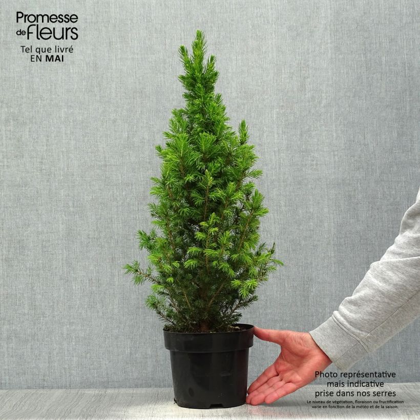 Spécimen de Picea glauca December - Épinette blanche  Pot de 3L/4L tel que livré au printemps