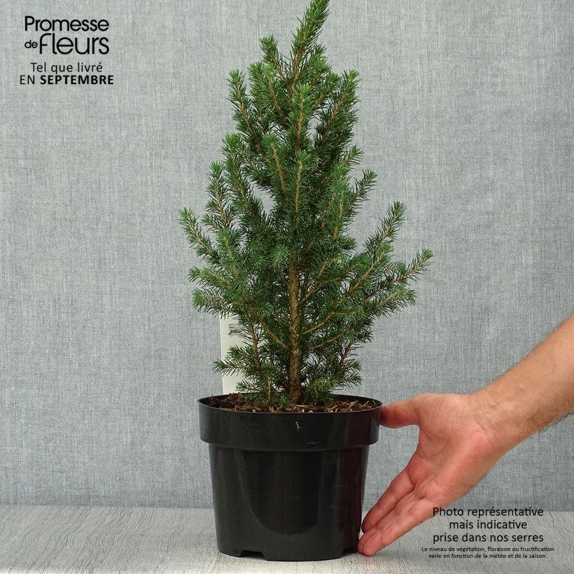 Spécimen de Picea glauca December - Épinette blanche  Pot de 3L/4L tel que livré en automne