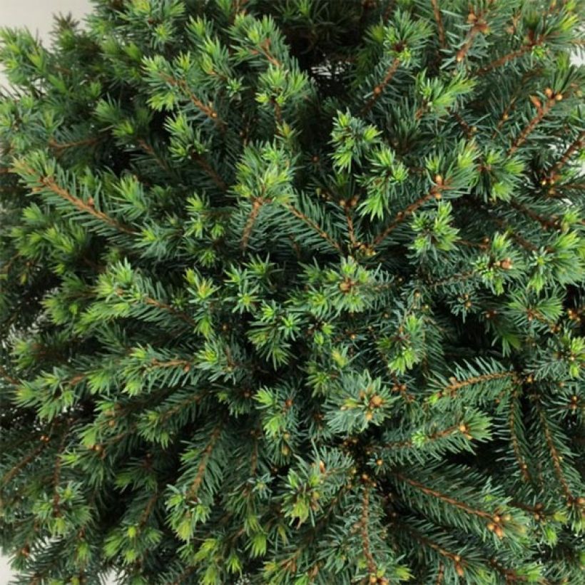 Picea glauca Echiniformis Echt - Epinette blanche (Feuillage)