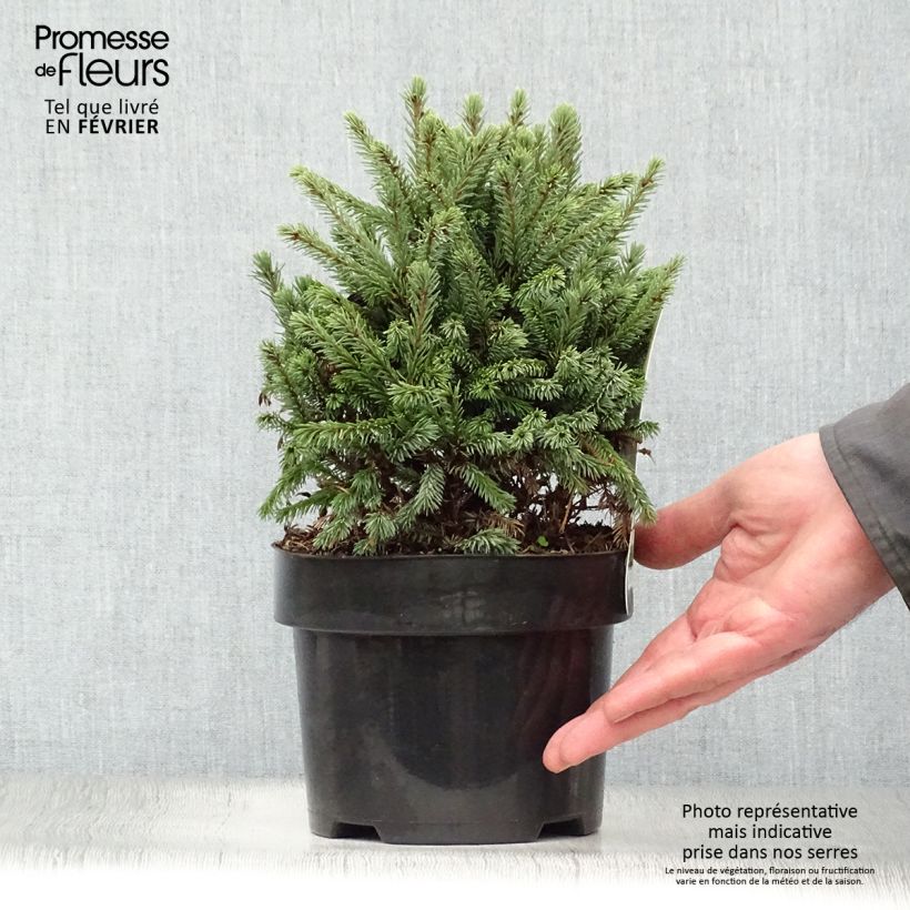 Spécimen de Picea glauca Echiniformis Echt - Epinette blanche                    Pot de 4L/5L tel que livré en hiver