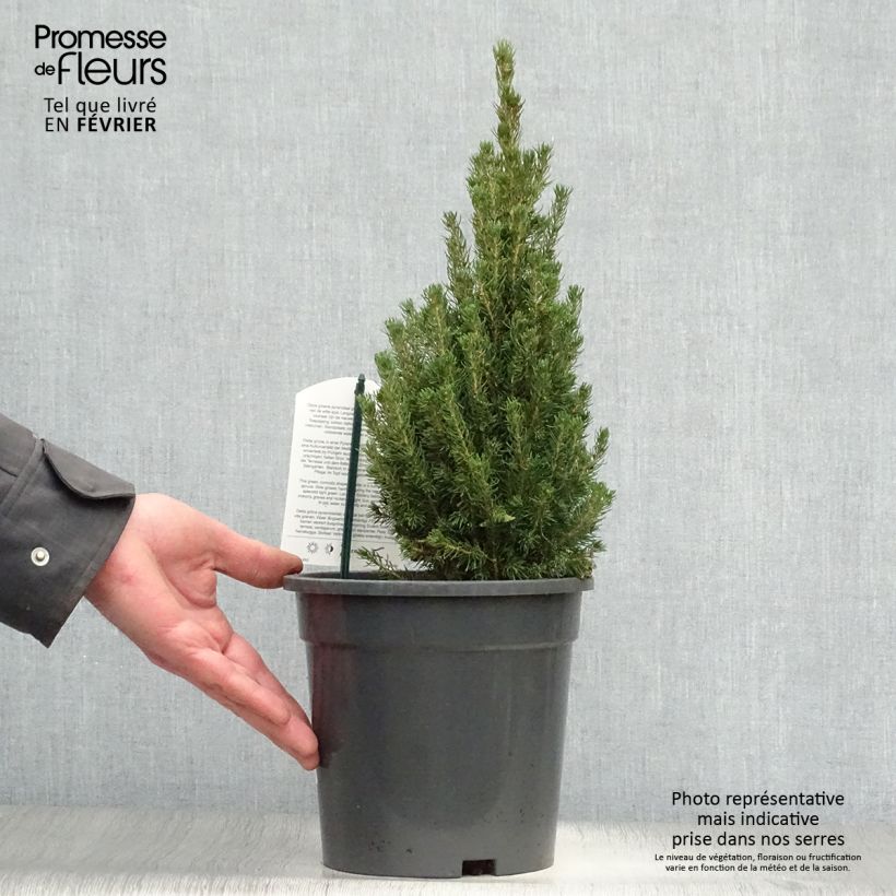Spécimen de Picea glauca Laurin - Epinette blanche                              Pot de 3L/4L tel que livré en hiver