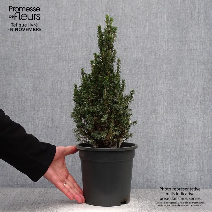 Spécimen de Picea glauca Laurin - Epinette blanche                              Pot de 3L/4L tel que livré en automne