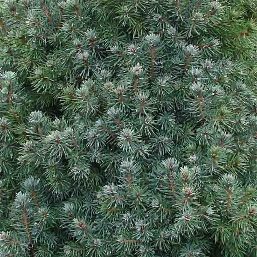 Epinette blanche - Picea glauca Sander's Blue (Feuillage)