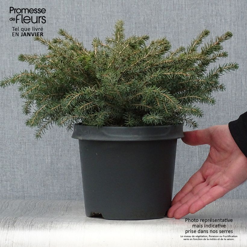 Spécimen de Picea mariana Nana - Epinette noire                               Pot de 2L/3L tel que livré en hiver