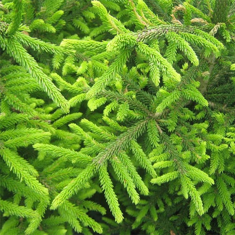 Picea orientalis Kenwith - Sapinette d'Orient (Feuillage)