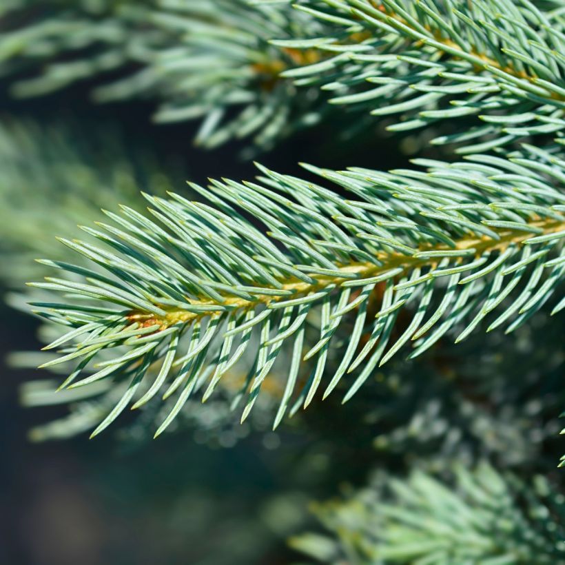 Epicea bleu - Picea pungens Iseli Fastigiate                   (Feuillage)