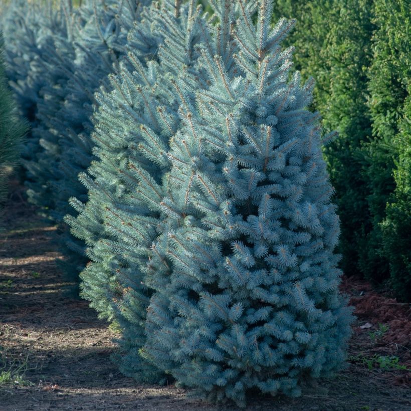 Epicea bleu - Picea pungens Iseli Fastigiate                   (Port)