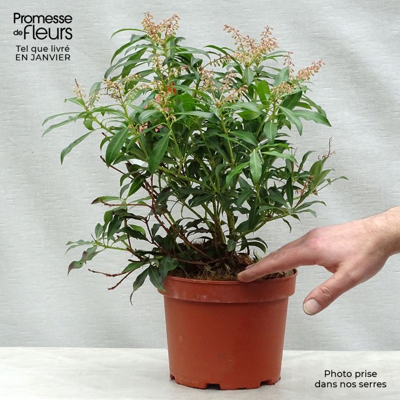 Spécimen de Andromède du Japon - Pieris japonica Forest Flame Pot de 2L/3L tel que livré en hiver
