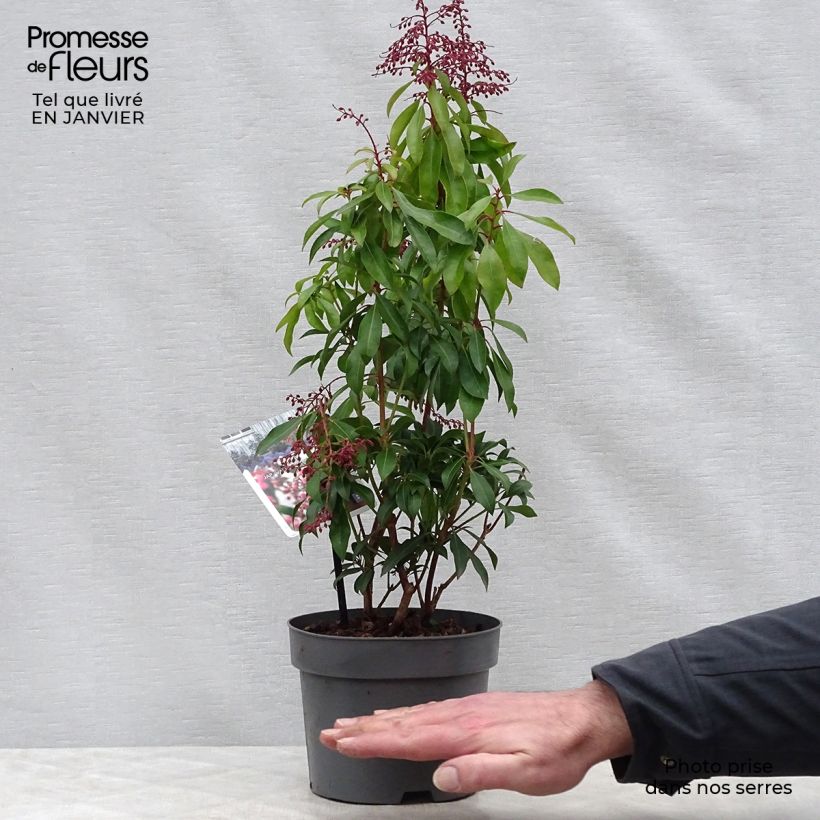 Spécimen de Andromède du Japon - Pieris Japonica Valley Valentine Pot de 2L/3L tel que livré en hiver