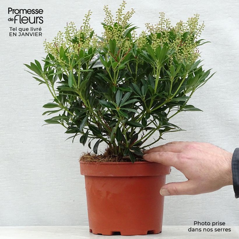 Spécimen de Pieris japonica Debutante - Andromède du Japon Pot de 2L/3L tel que livré en hiver