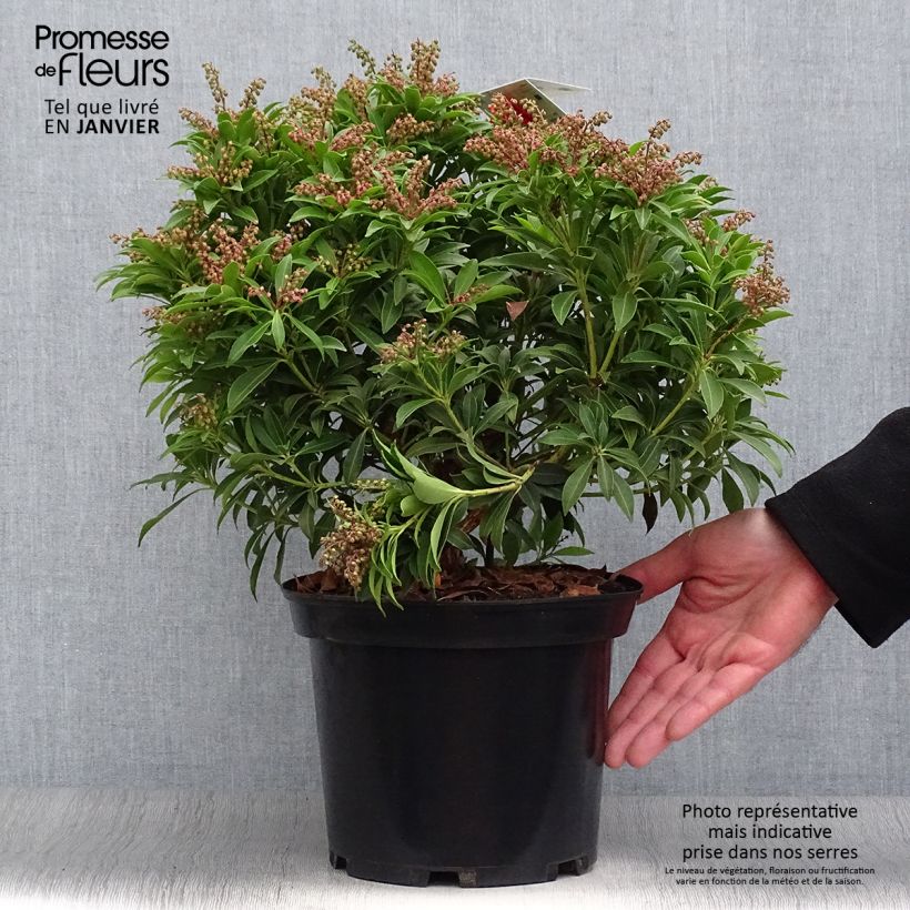Spécimen de Pieris japonica Debutante - Andromède du Japon Pot de 4L/5L tel que livré en hiver