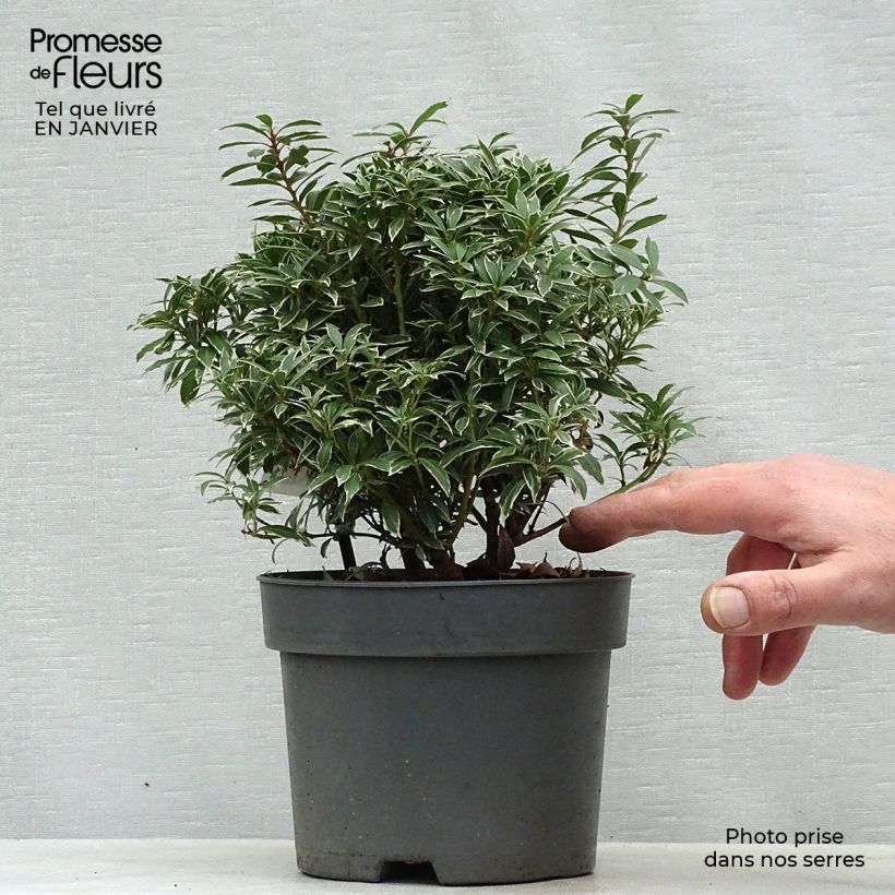 Spécimen de Andromède du Japon - Pieris japonica Little Heath Pot de 2L/3L tel que livré en hiver
