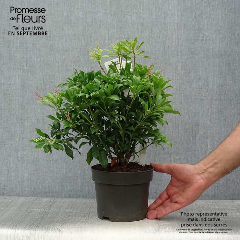 Spécimen de Andromède du Japon - Pieris Pink Passion Pot de 2L/3L tel que livré en automne