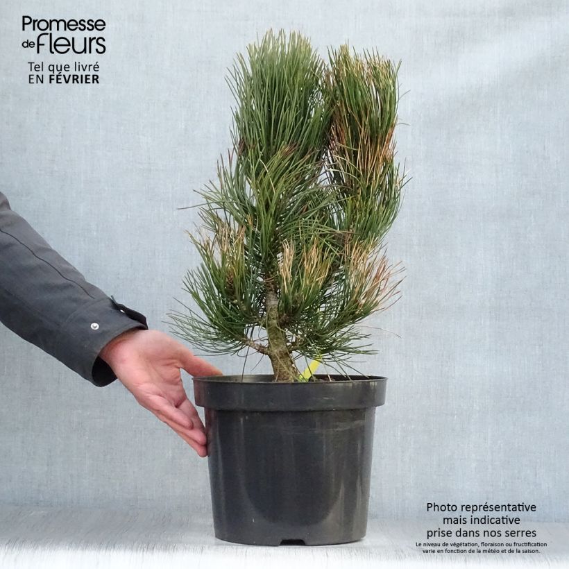Spécimen de Pin - Pinus heldreichii Satellit Pot de 7,5L/10L tel que livré en hiver