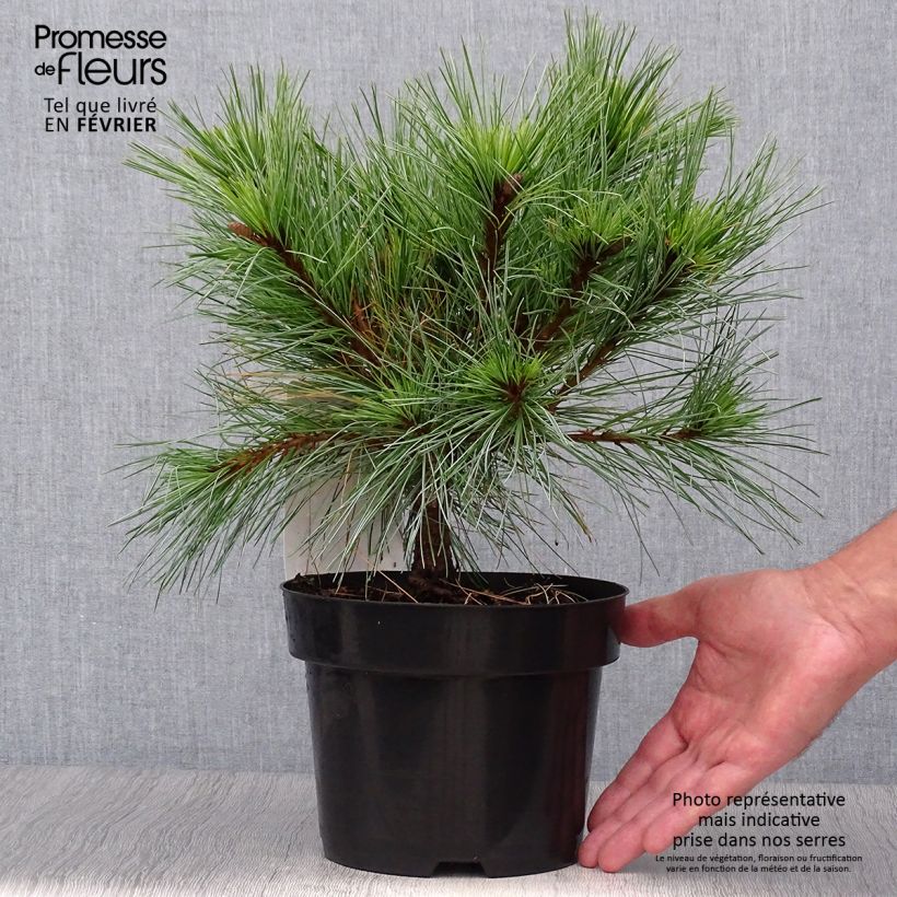 Spécimen de Pin Weymouth - Pinus strobus Blue Shag Pot de 2L/3L tel que livré en automne