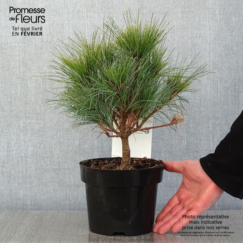 Spécimen de Pin Weymouth - Pinus strobus Blue Shag Pot de 2L/3L tel que livré en hiver