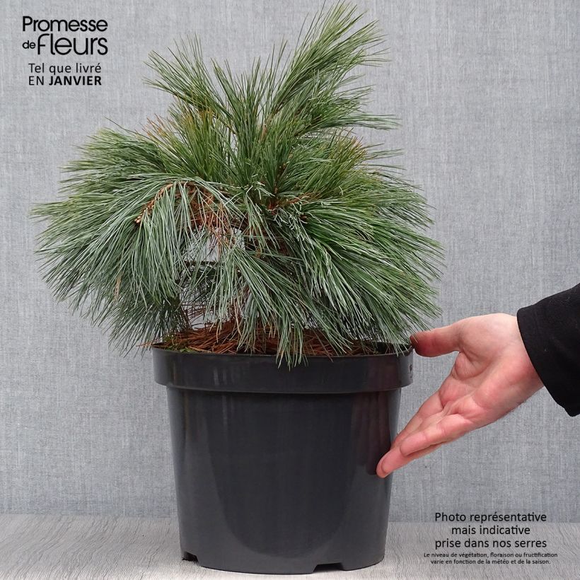 Spécimen de Pin Weymouth - Pinus strobus Blue Shag Pot de 7,5L/10L tel que livré en hiver